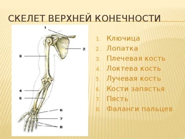 Лучевая кость верхней конечности. Скелет верхней конечности схема. Кости верхней конечности лопатка. Кости верхней конечности ключица лопатка.