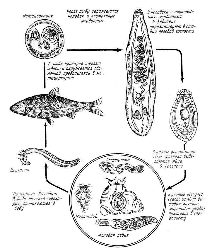 Кошачья двуустка какое развитие. Кошачья двуустка жизненный цикл. Жизненный цикл трематод схема. Сибирская двуустка жизненный цикл. Описторх жизненный цикл.