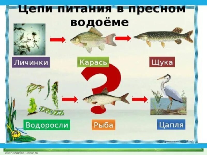 10 пищевых цепей