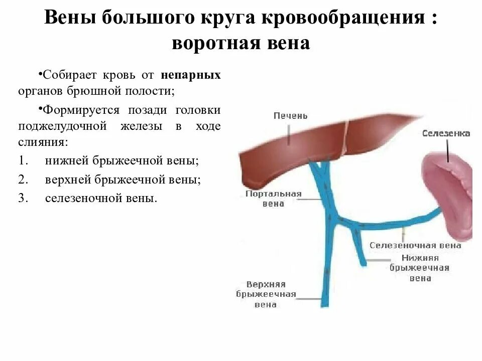 Расширение селезеночных вен. Анатомия селезеночной вены. Селезеночная Вена анатомия. Нижняя брыжеечная Вена собирает кровь.