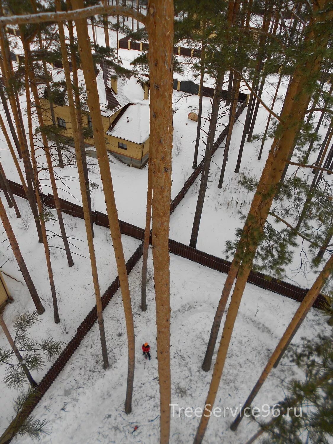 Снять хвойный. Кронирование дерева сосна. Кронирование сосны обыкновенной. Сосна Подрезанные ветки. Обрезка сухих веток у сосны.