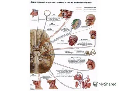 4 чувствительные нервы