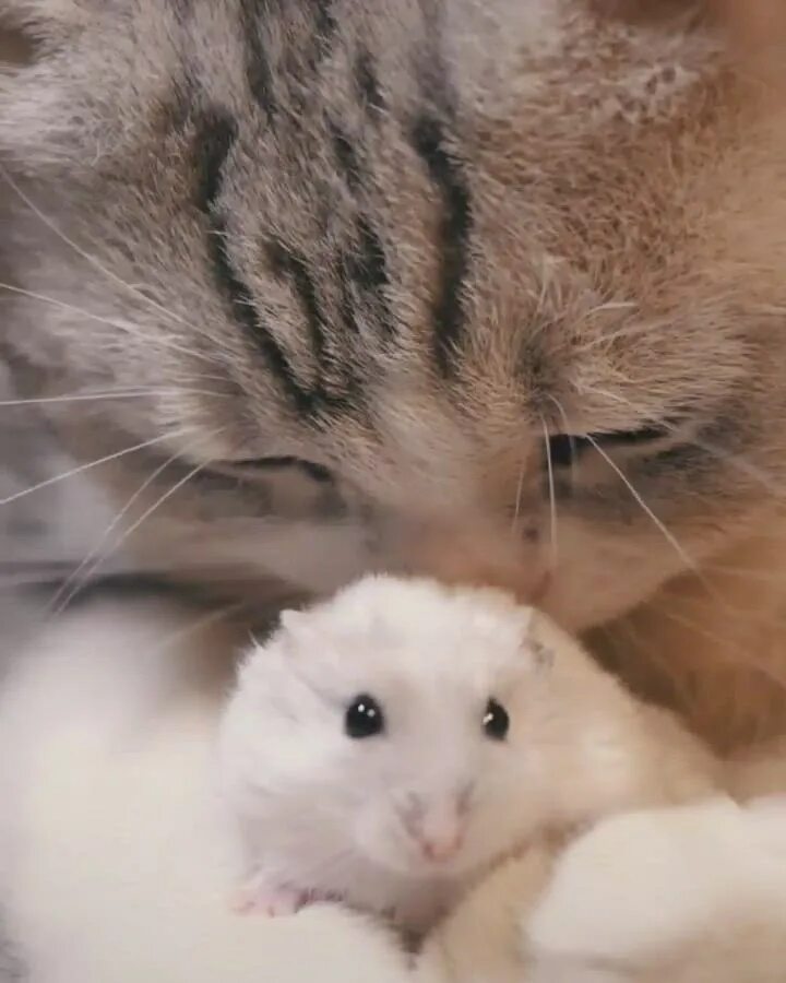 Хомячок и котенок. Хомячок и котик. Хомячок и котенок. Хомячок и котенок. Дружба кота и хомяка.
