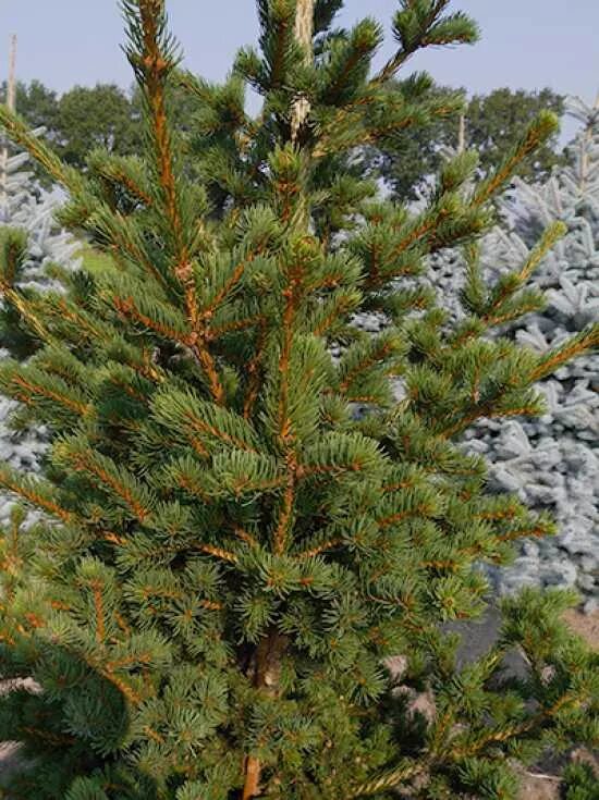 Ель страйк. Picea pungens Lucky Strike. Ель колючая лаки страйк. Ель колючая Lucky Strike. Ель пунгенс лайки страйк.