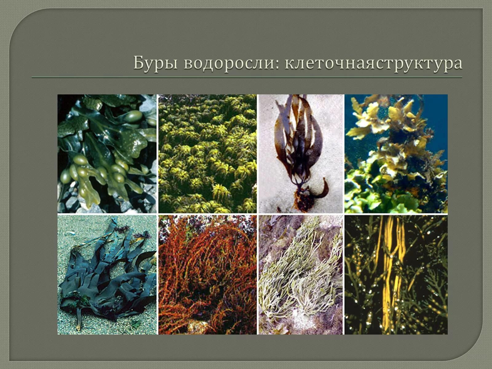 Бурые водоросли где. Бурые водоросли водоросли представители. Бурые водоросли ламинария и цистозейра. Представители красных и бурых водорослей. Водоросли красные ,бурые,ламинария.