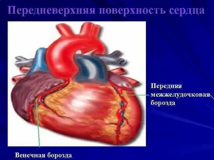 Венечная борозда