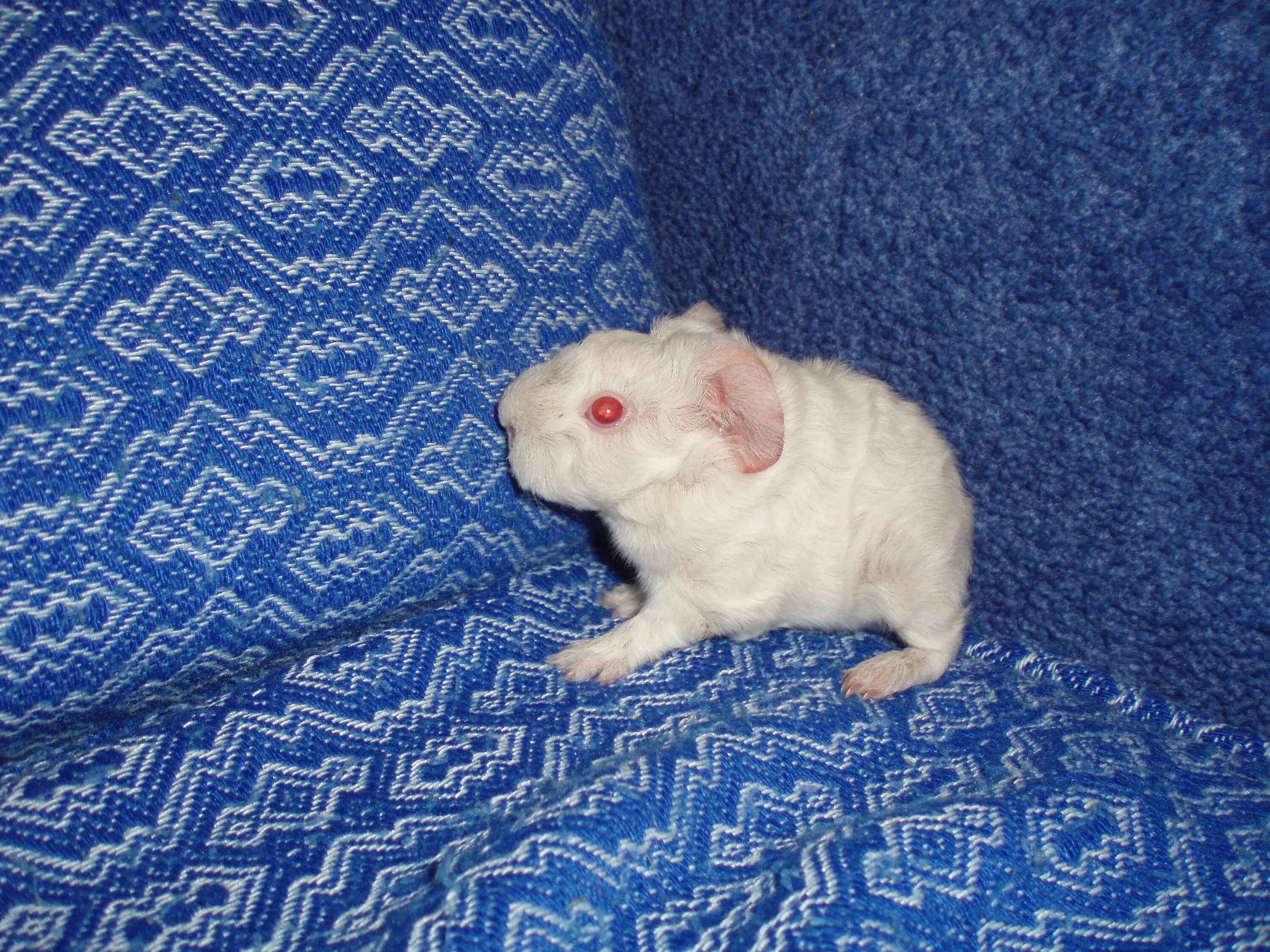 морские свинки тольятти. морская свинка гладкошерстная. морская свинка коронет. морские свинки тольятти. морская свинка черепаховая.