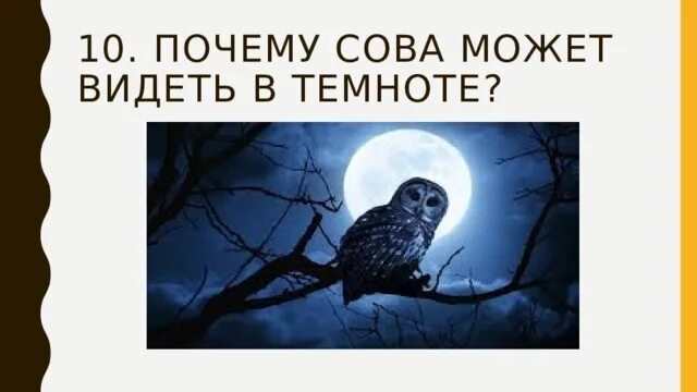 Некоторые ученые считают что совы видят. Почему сова видит в темноте. как видит сова. видишь сову. как совы видят в темноте.