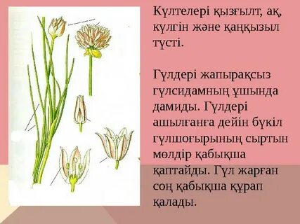 Массаж кезінде ол саусағын оның есегіне тығып алған.