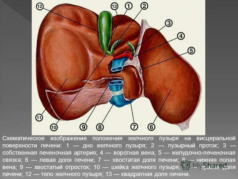 Укажите доли печени. Доли висцеральной поверхности печени. Строение печени висцеральная поверхность. Борозды печени на висцеральной поверхности.