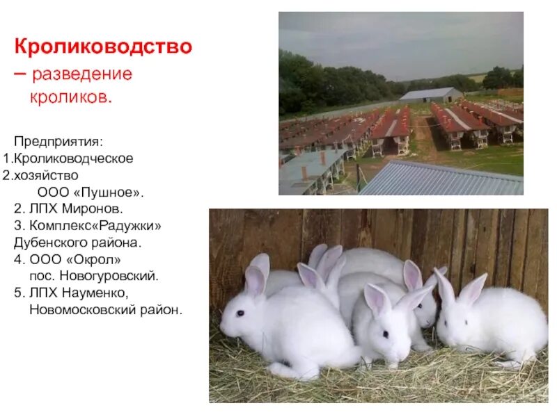 Сообщение о сельскохозяйственном животном 3 класс окружающий