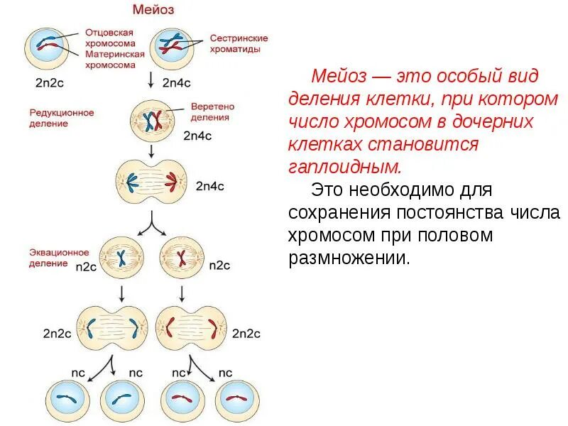 Начало митоза сколько хромосом. Процесс деления мейоза. Деление клетки мейоз таблица. Материнские клетки мейоз 1. Деление клетки. Мейоз. Фазы мейоза.