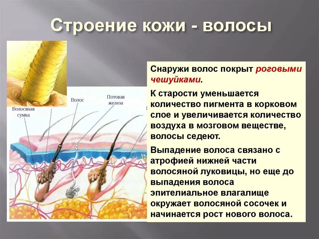 Какие функции выполняют образования кожи. Строение волоса. строение волоса анатомия. внутреннее строение волоса. строение кожи и волоса.