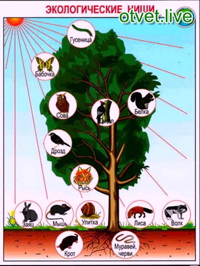 Экологическая ниша факторы среды. Экологические ниши. Экологическая ниша лес. Экологические ниши дерева. Экологические ниши животных.
