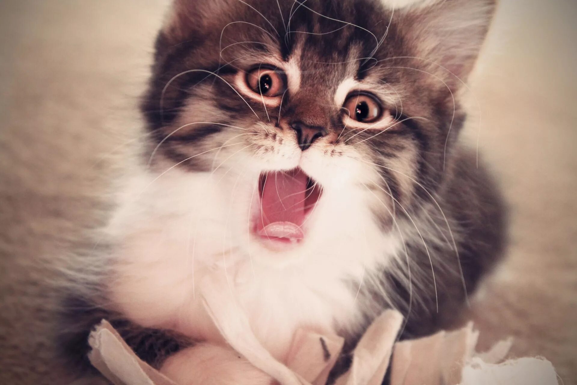 Вау какой милый котенок а я тоже. Милые котики. милый кот. красивые кошки. картинки котиков милых.