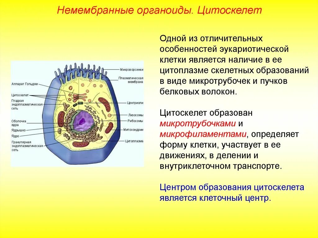 Клеткой называют