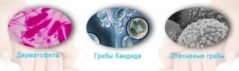 Тест грибки