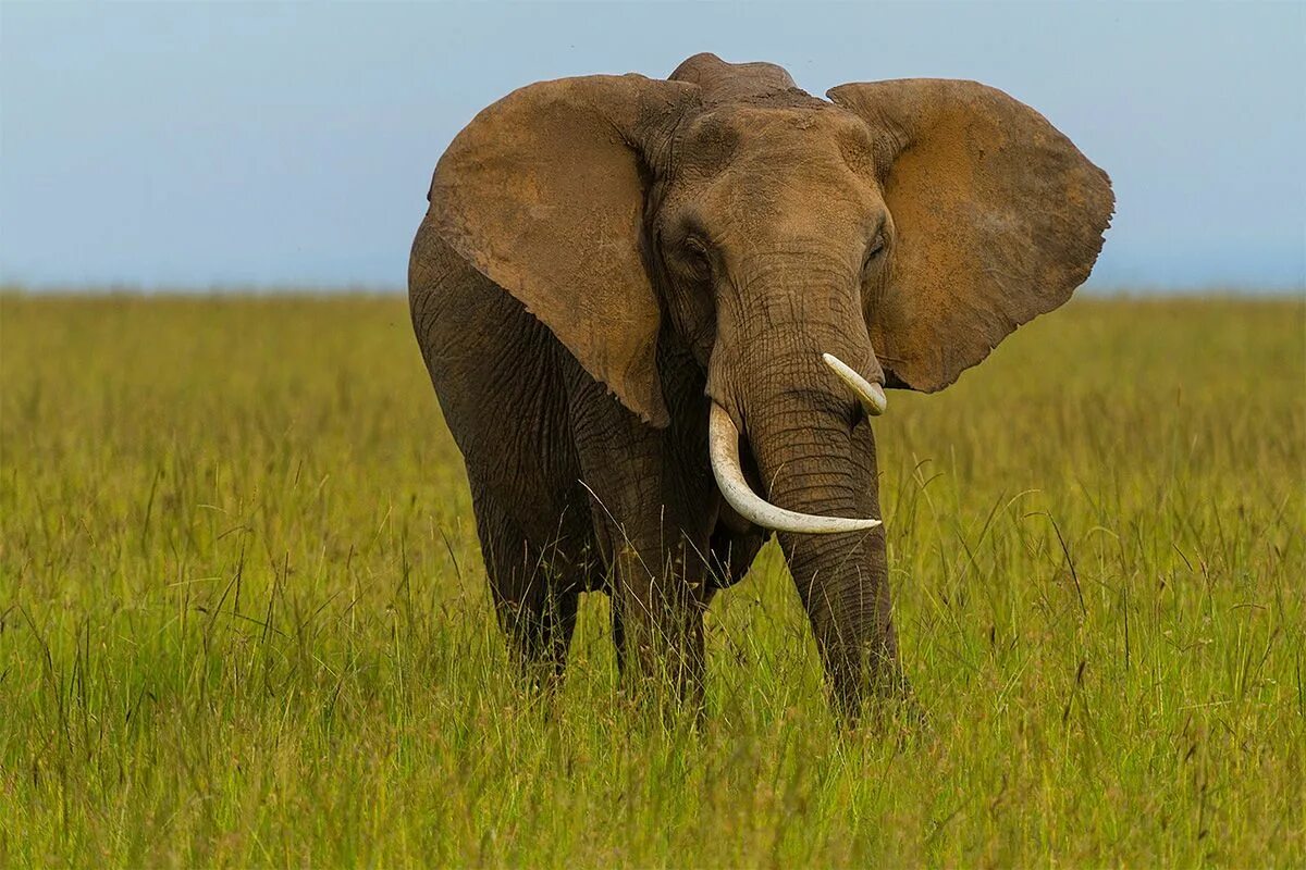 Elephant tusks. Хобот и бивни слона. Бивни африканского слона. Клыки слона. Слоны с бивнями.