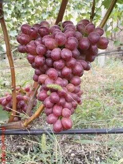 Виноград марадона