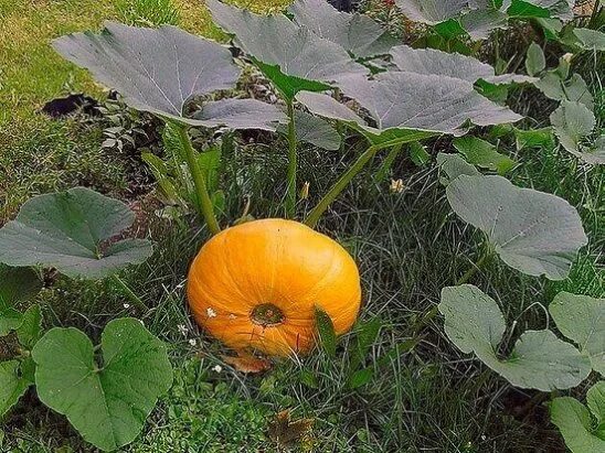 Тыквы уход в открытом грунте. Тыква на грядке. тыква растет. тыква крупноплодная сорта. тыквы ханки.