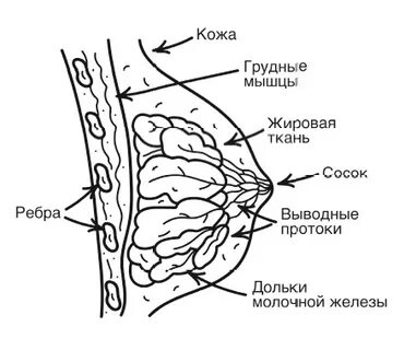 Дольки молочной железы