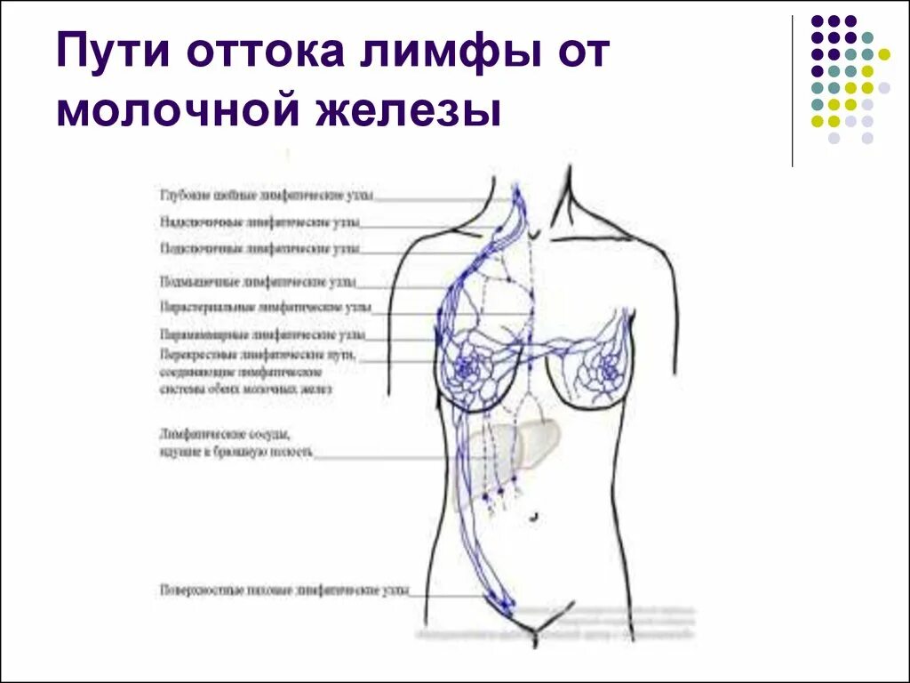 Аксиллярные лимфоузлы молочной железы. Лимфоотток от молочной железы узлы. Пути оттока лимфы от молочной железы схема. Основной путь лимфооттока молочной железы. Лимфоузлы при рмж