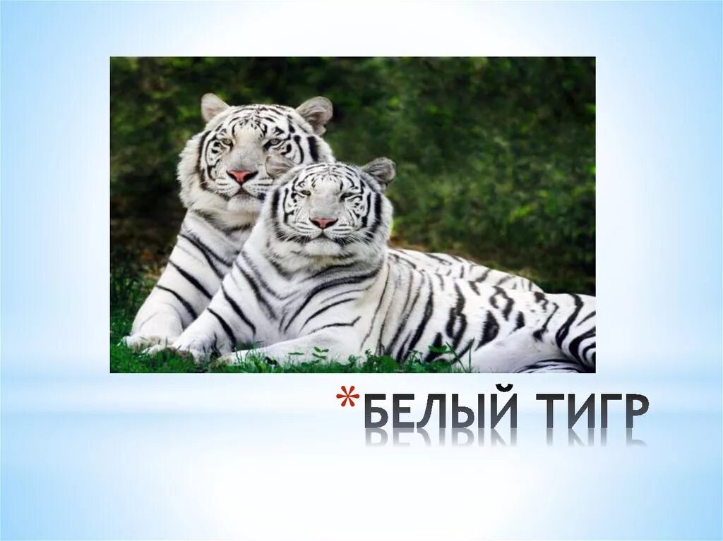 Белый тигр 2 класс. Белый тигр красная книга. проект про белого тигра. белый тигр доклад. белый тигр проект.