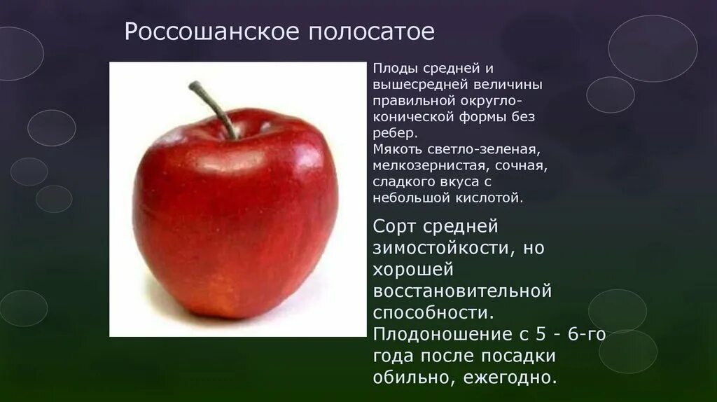 Яблоня сорт россошанская. Сорт яблок россошанское полосатое. сорт яблок россошанское лежкое. яблоня россошанское полосатое. сорт россошанское полосатое.