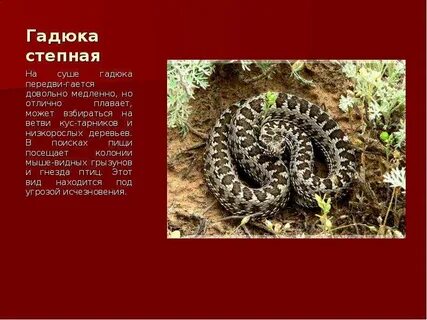 Гадюка красная книга