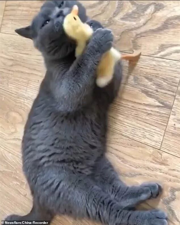 Cat duck. Котенок и утенок. Кот и утка. Котенок с утенком обнимаются. Кот с уточкой.