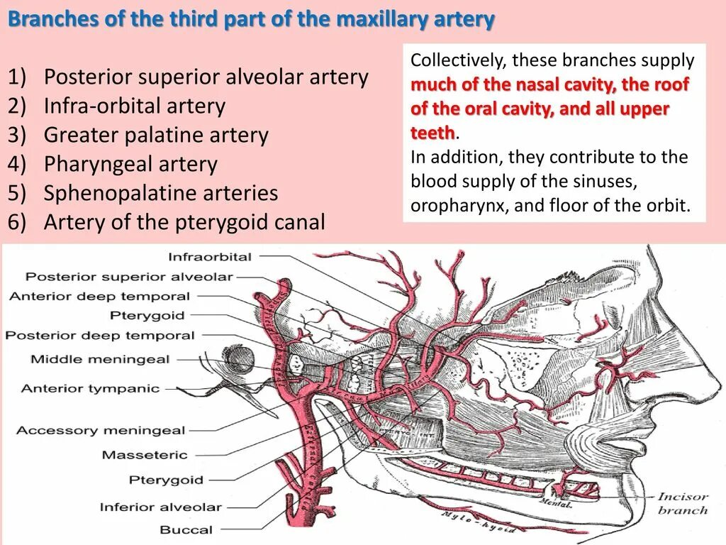 A maxillaris. Артерия maxillaris. A. maxillaris – верхнечелюстная артерия. Arteria maxillaris и ее ветви.