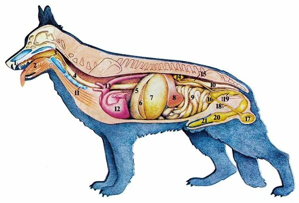 Органы собаки. Внутренние органы собаки. Внутреннее строение собаки. Анатомия собаки органы.