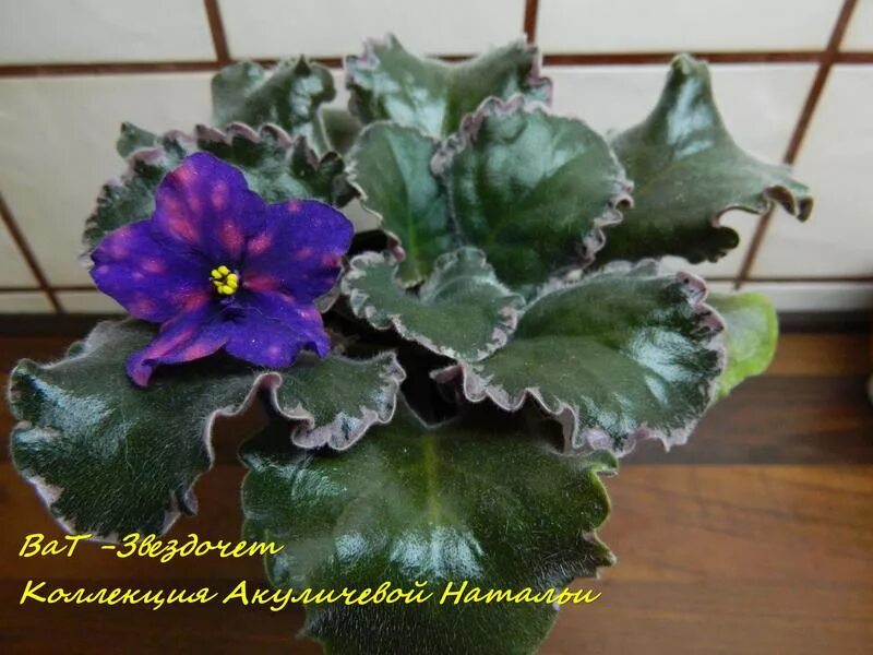 фиалка см звездочет.