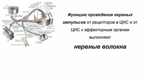 Передают нервные импульсы к рабочим органам
