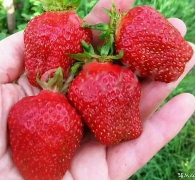 клубника сорт гигант джорнея. ремонтантная клубника фурор. земляника ремонтантная красная шапочка. земляника садовая гаригуэтта. клубника сорт роксана.