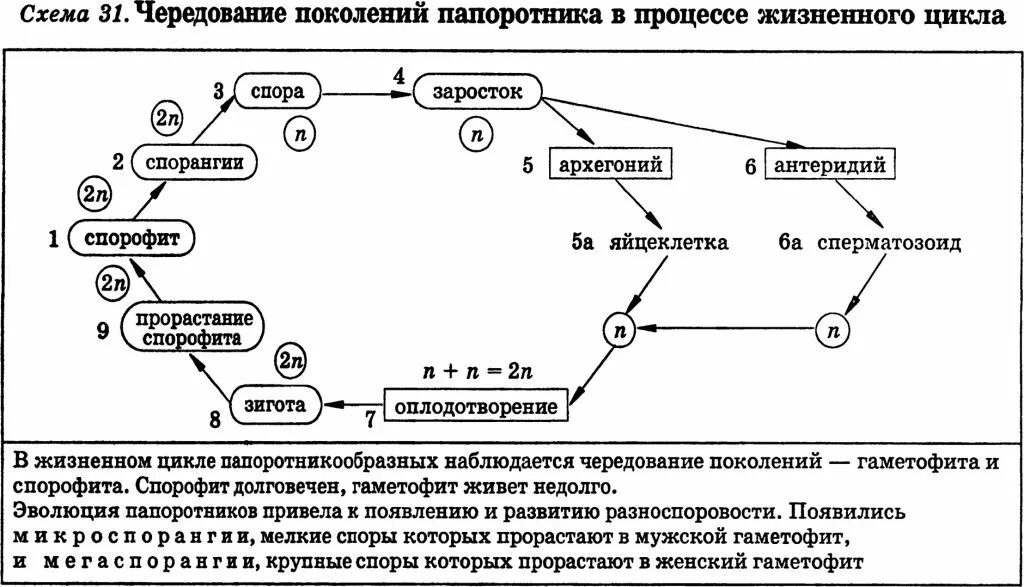 Жизненный процесс папоротника