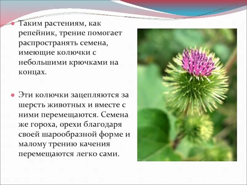 Репейник распространение семян. Лопух приспособление. Череда распространение семян. Лопух приспособление. Семена лопуха как распространяются.