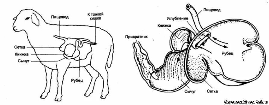У какого животного несколько желудков