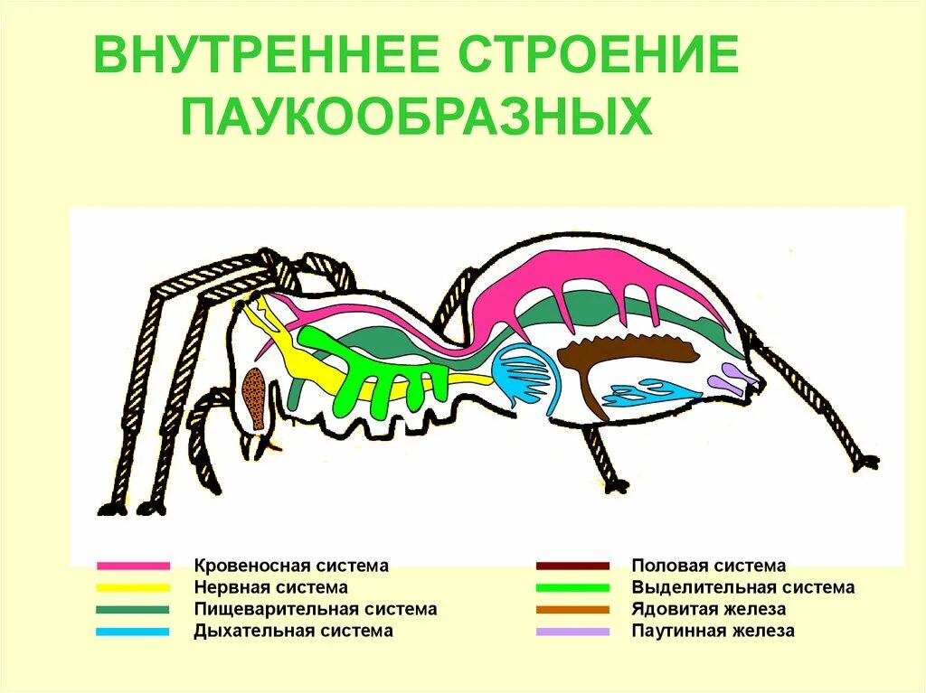 Покров ракообразных паукообразных насекомых. Строение кровеносной системы паукообразных. Кровеносная система паукообразных 7 класс. Половая система паукообразных 7 класс биология. Система органов размножения паукообразных.