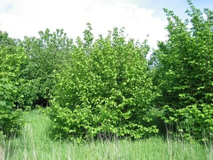 В чаще кустов и деревьев