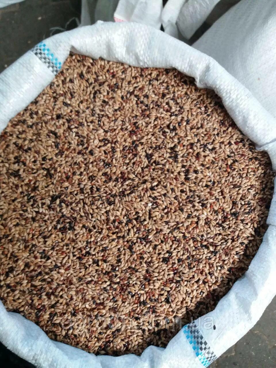 Сорго суданская трава гибрид. Трава суданка люцерна. Суданская трава сорт алиса семена. Суданка семена фото. Семена суданки.