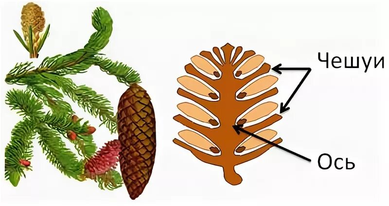 Чешуйка шишки ели. Строение шишки голосеменных растений. Строение женской шишки сосны обыкновенной. Строение шишки голосеменных. Строение шишек голосеменных.