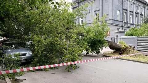14 деревьев