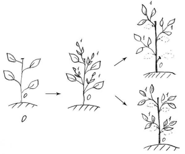 Лимонное дерево обрезка прищипка. Как формировать лимон. Как формировать лимон. Формировка кроны инжира. Формирование кроны лимона.
