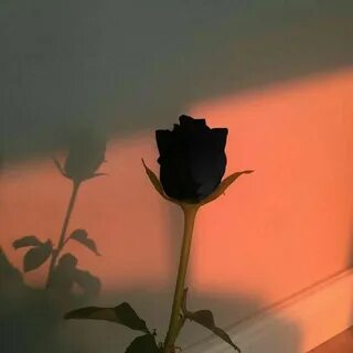 Твои шипы