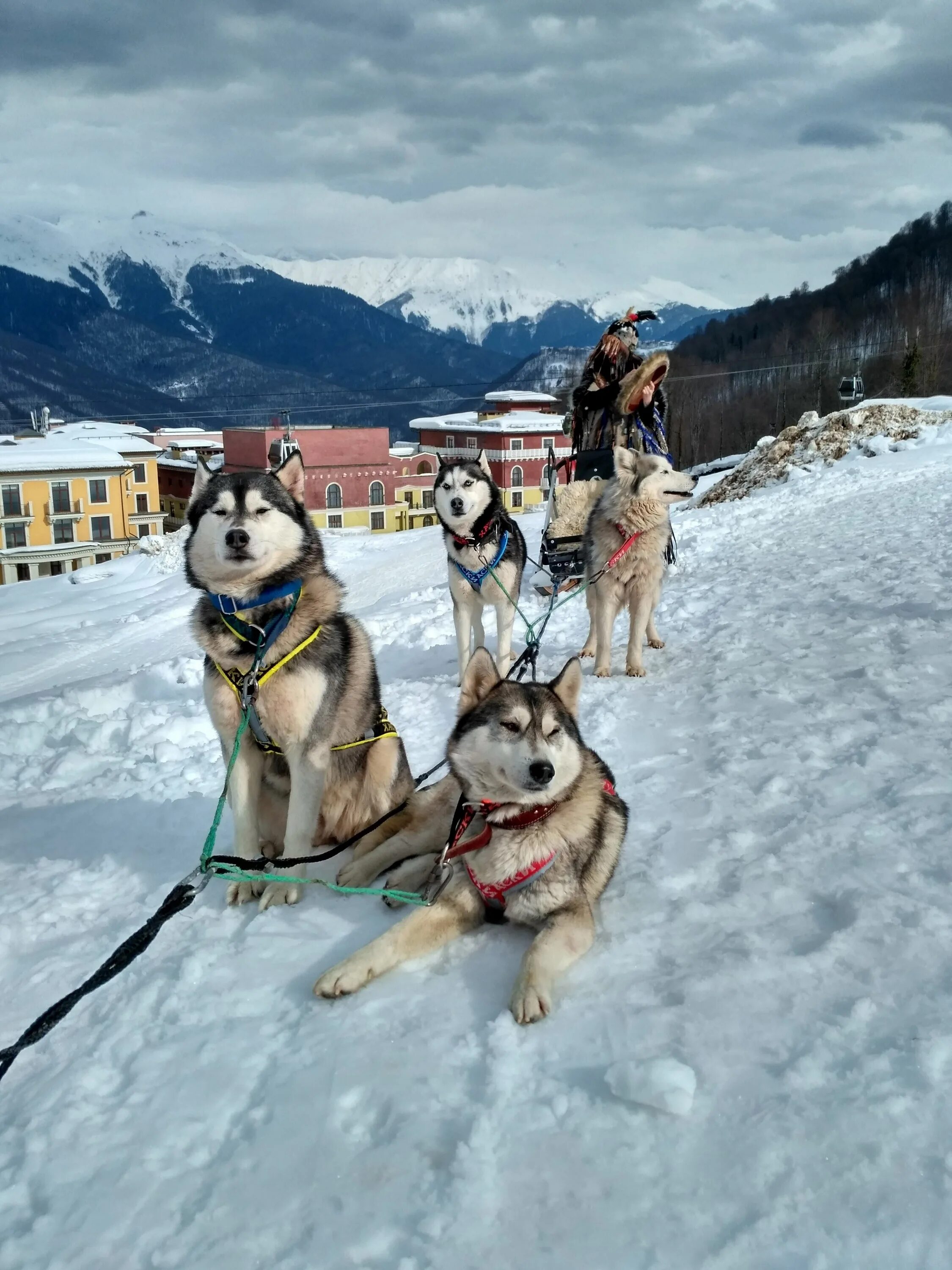 Хаски парк сочи красная поляна. Хаски сочи красная поляна. Хаски центр красная поляна. Хаски парк мурманск. Хаски центр сочи красная поляна.