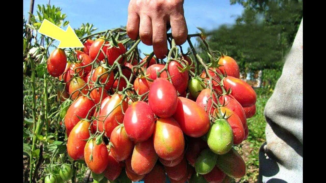 Томаты для открытого грунта средней полосы лучшие. Семена помидор самоопыляемые. Томат низкорослые урожайные сорта. Томаты для открытого грунта средней полосы. Томаты для открытого грунта средней полосы лучшие.