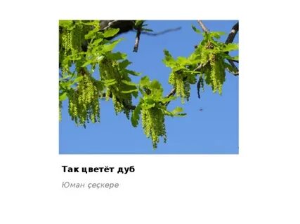 Теперь дуб