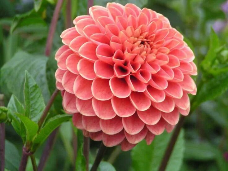 Dahlia цветок. Пионовидные георгины. Dahlia цветок. Пионовидные георгины. Dahlia цветок.