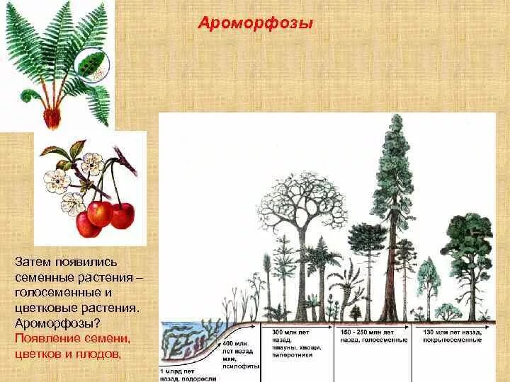 Ароморфозы голосеменных. Арамарфощы Голосеменные. Ароморфозы растений. Ароморфозы папоротникообразных.